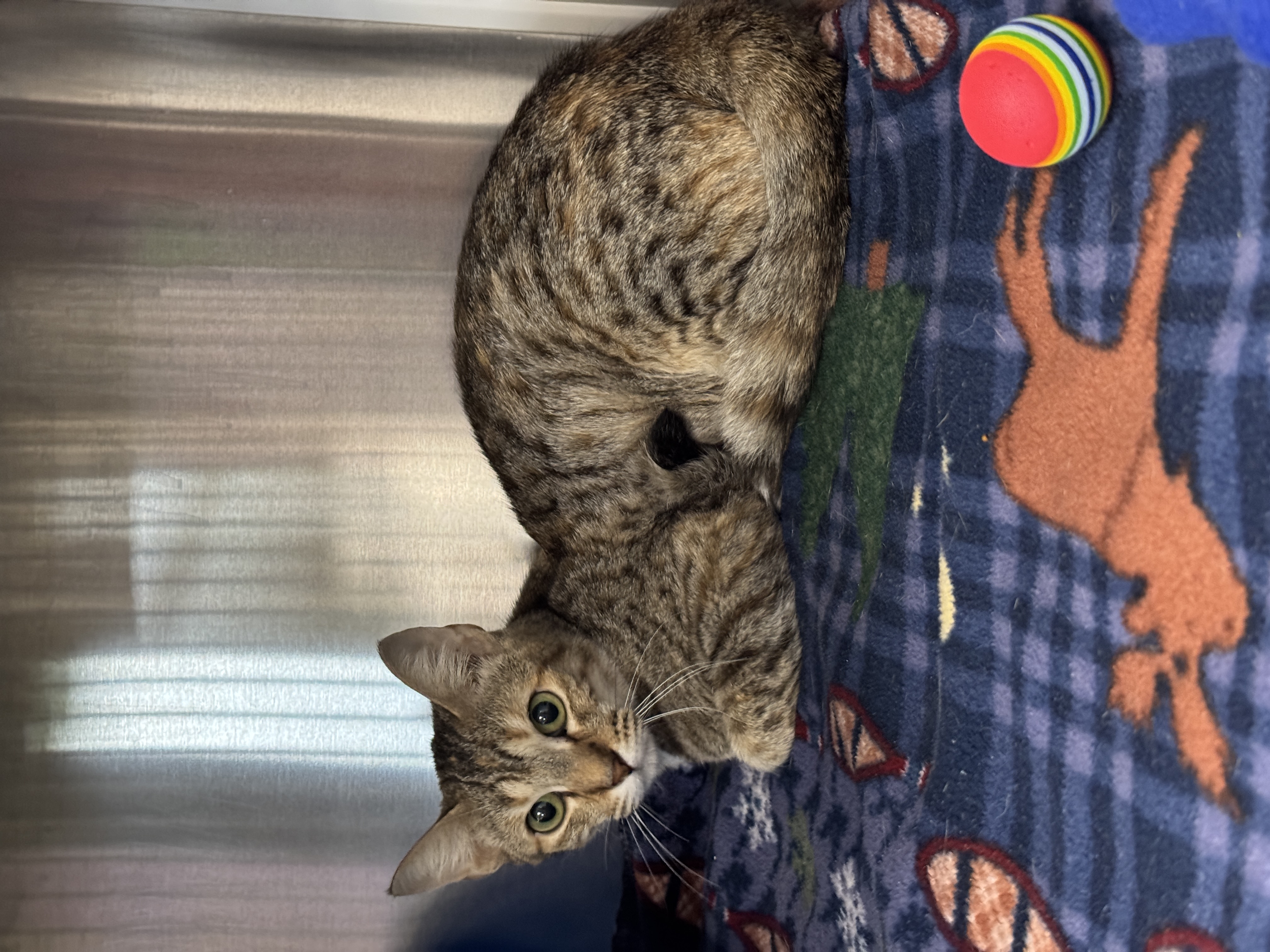 Valkyrie, Adoptable, Young Female Bengal.