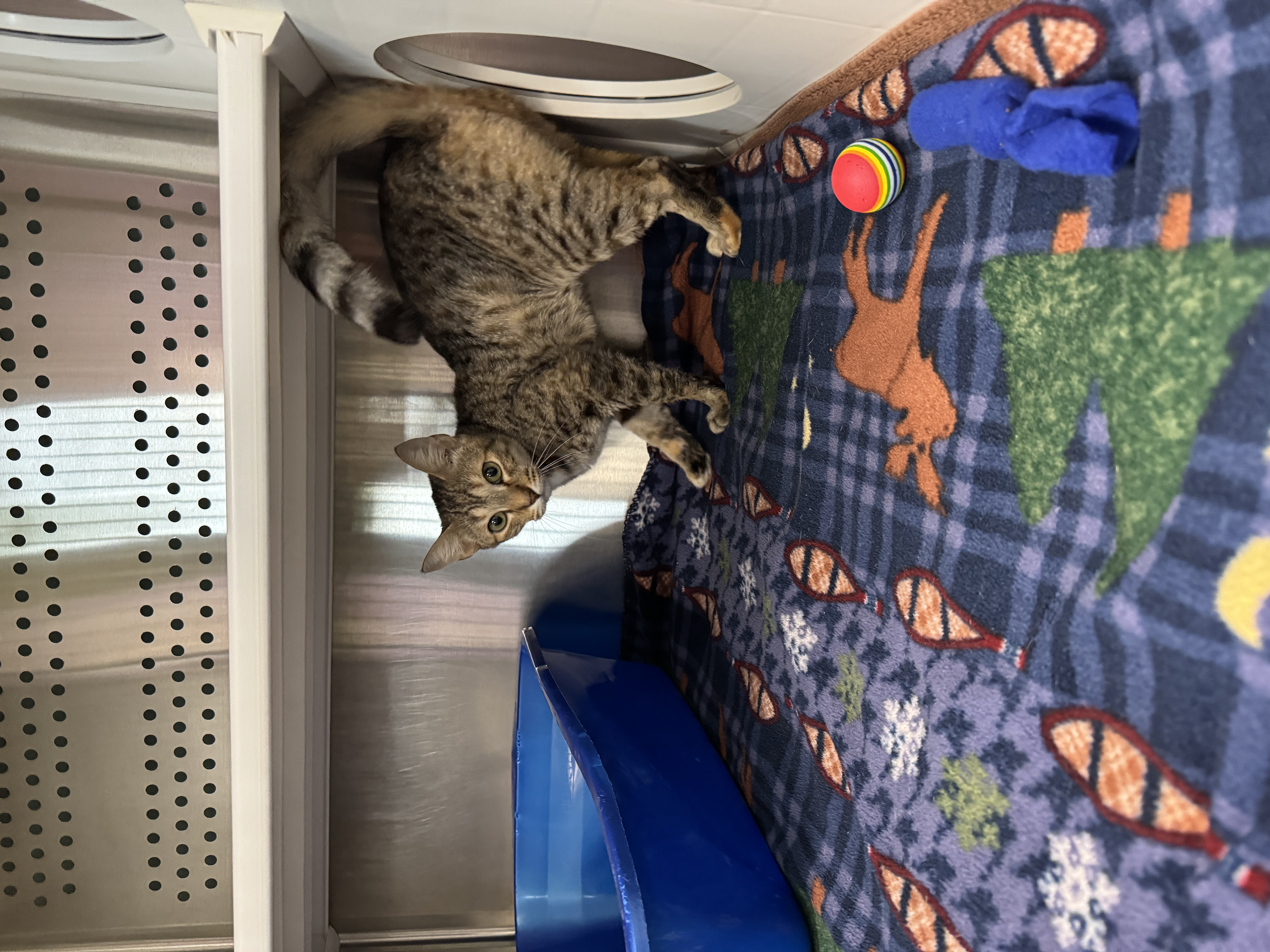 Enlarge Valkyrie, a Adoptable Bengal in Seneca, PA image 2/4