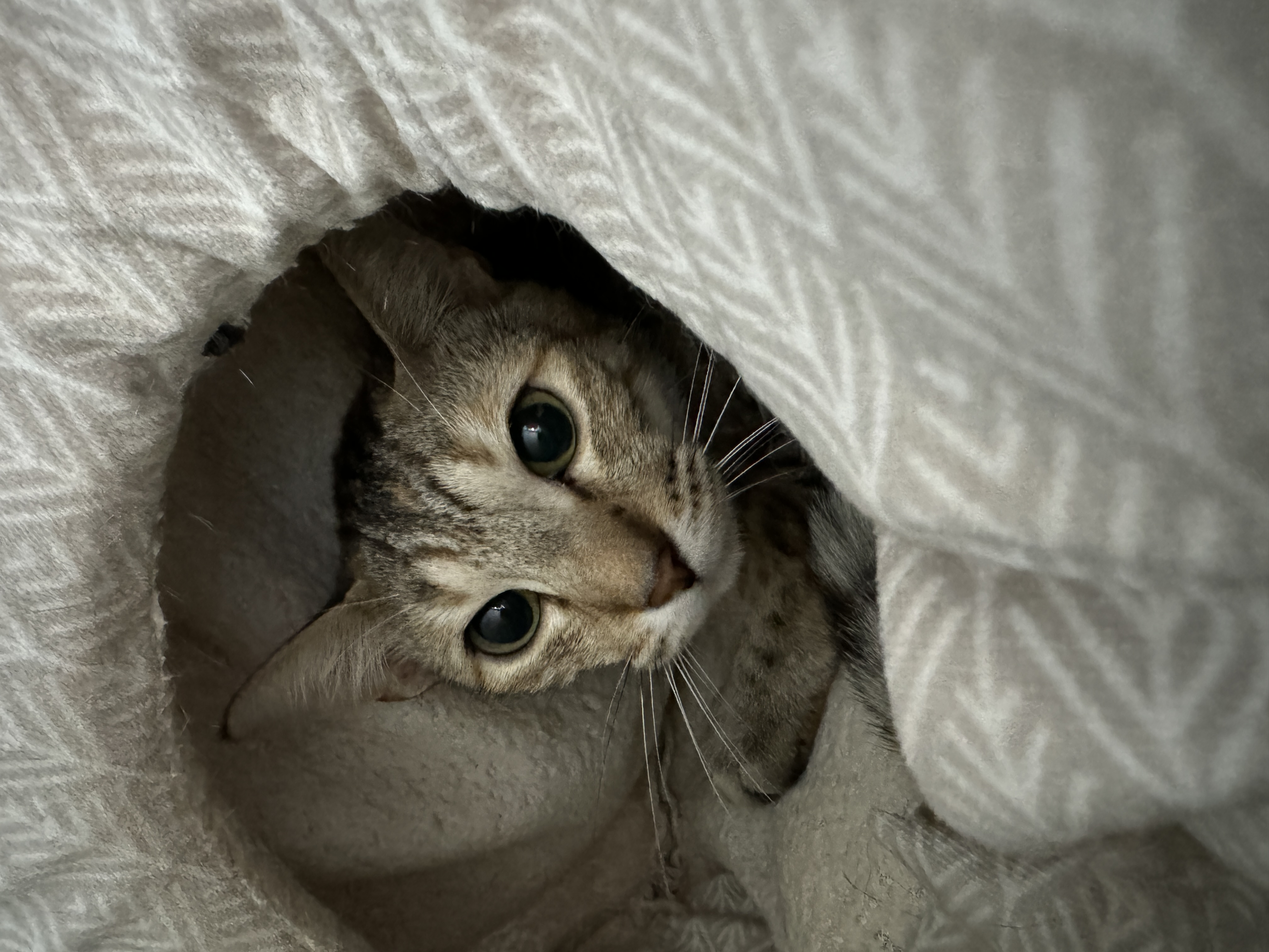 Enlarge Valkyrie, a Adoptable Bengal in Seneca, PA image 3/4