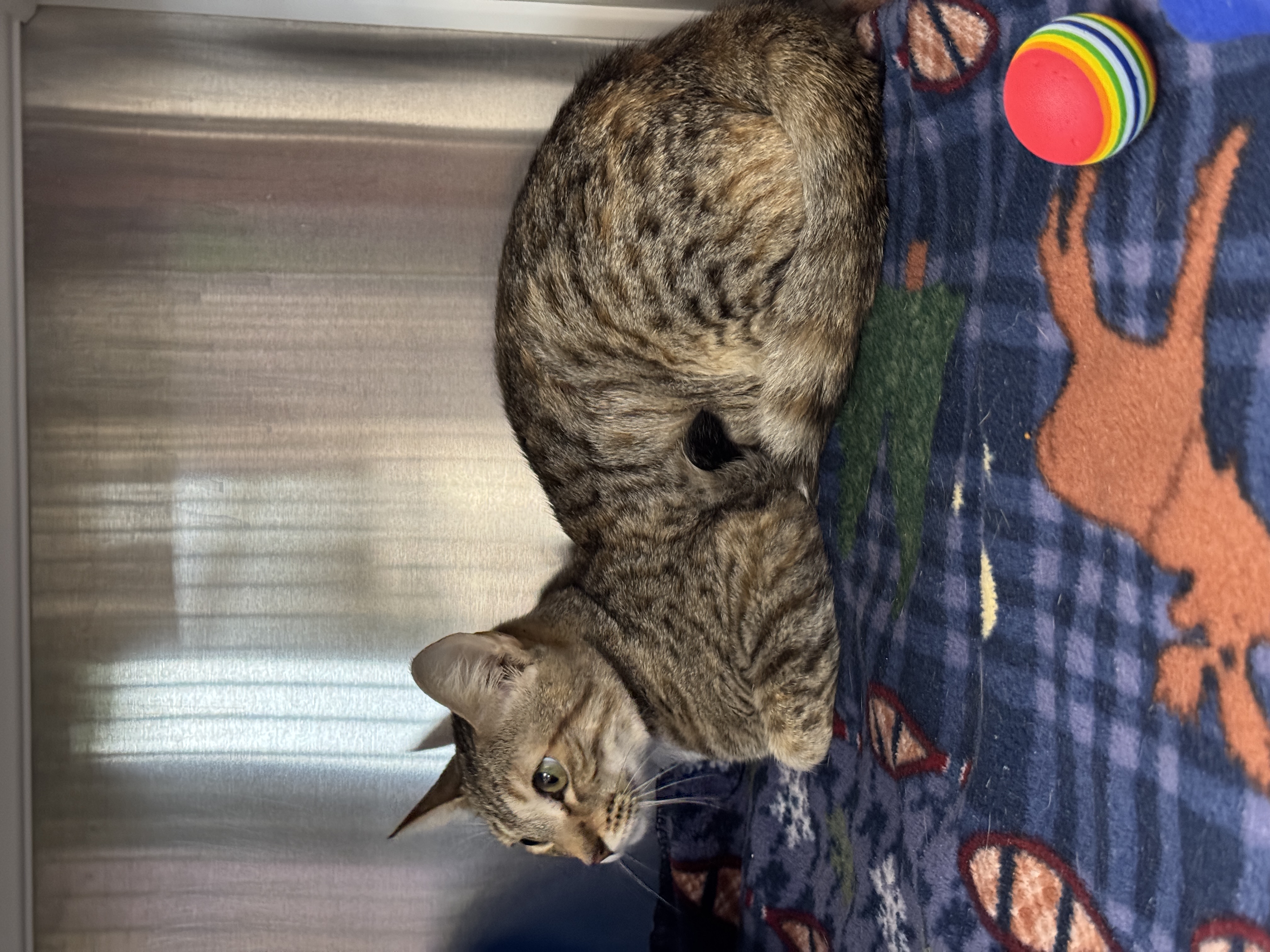 Enlarge Valkyrie, a Adoptable Bengal in Seneca, PA image 4/4