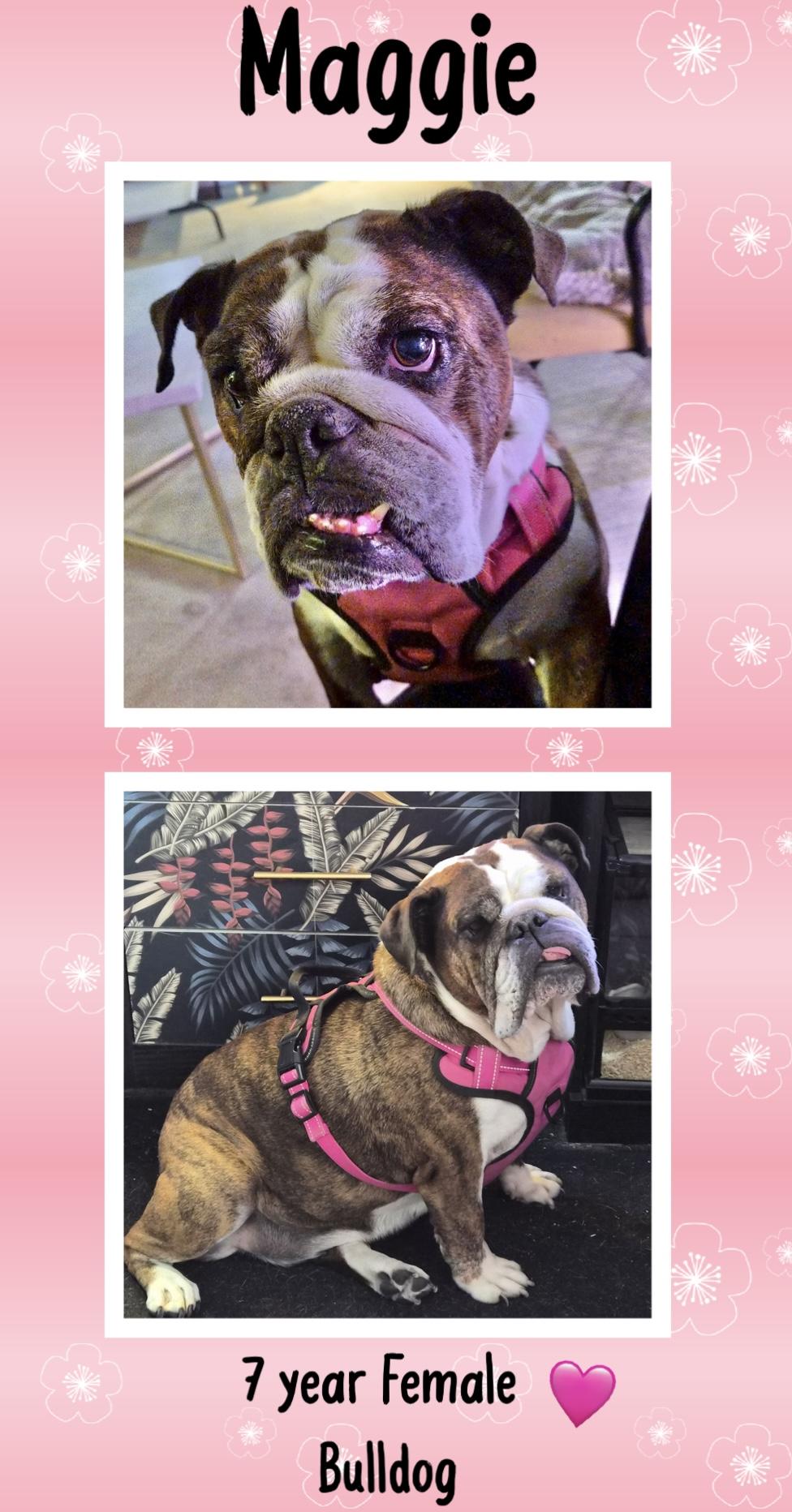 Enlarge MAGGIE  – 7 YEAR FEMALE BULLDOG, a hold Bulldog in Mesa, AZ image 1/1