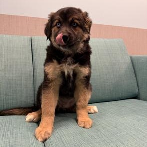 Enlarge Ellianos, a Adoptable mixed breed in Lindenhurst, NY image 1/1