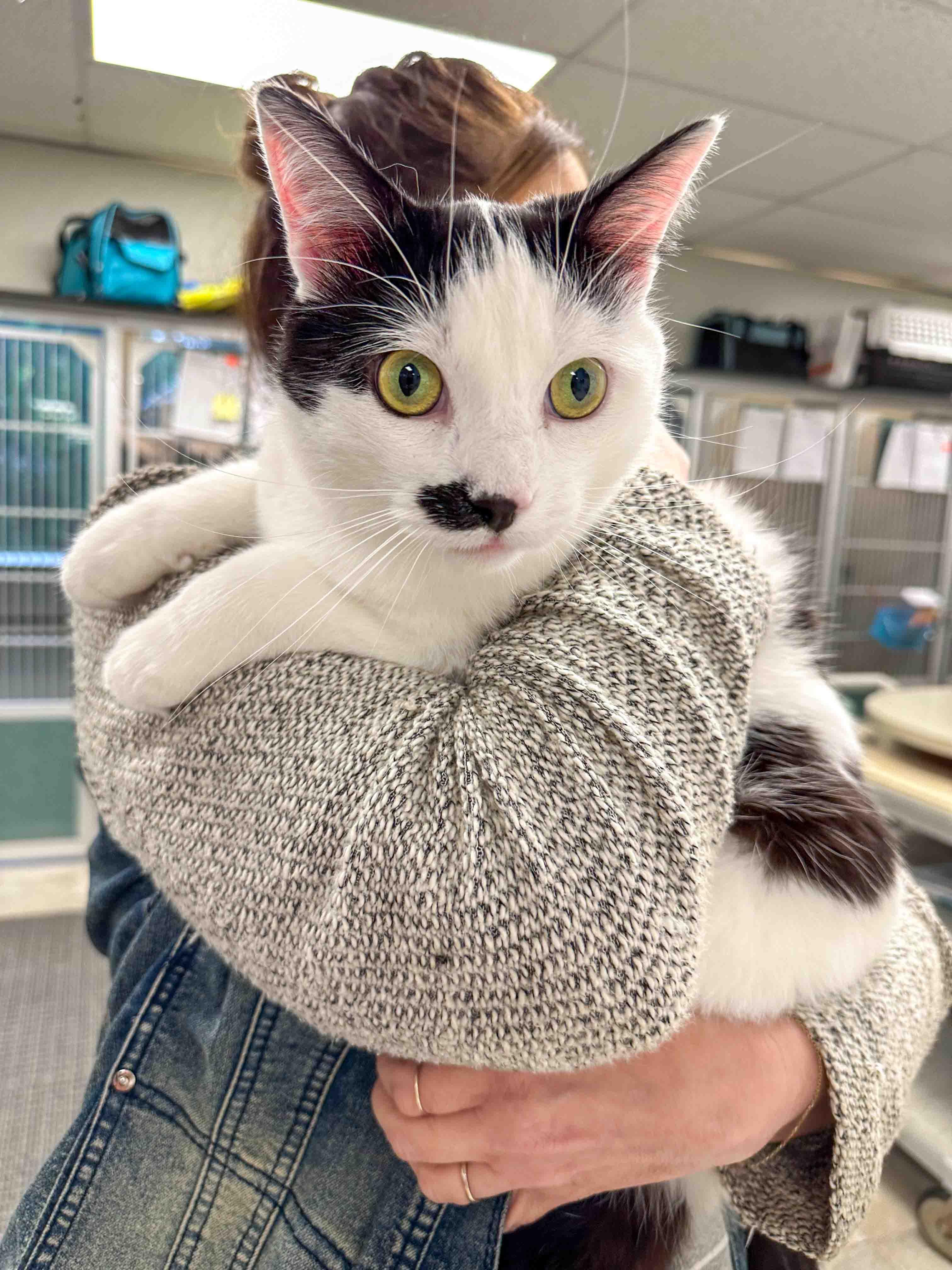 Levi, Adoptable, Young Male Domestic Short Hair.