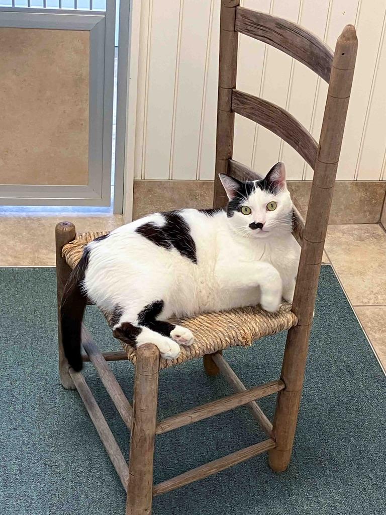 Enlarge Levi, a Adoptable Domestic Short Hair in Stamford, CT image 5/5