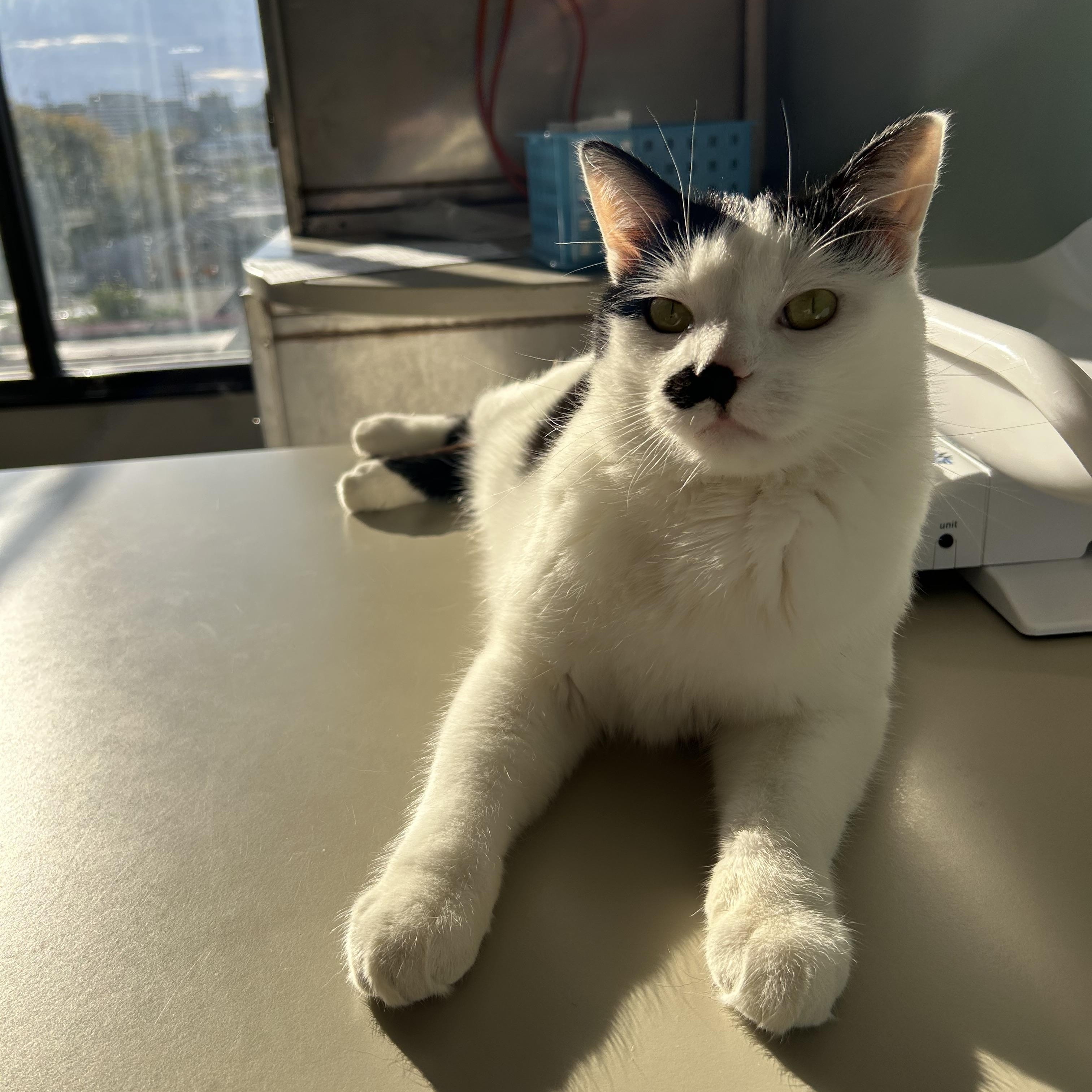 Enlarge Levi, a Adoptable Domestic Short Hair in Stamford, CT image 4/5