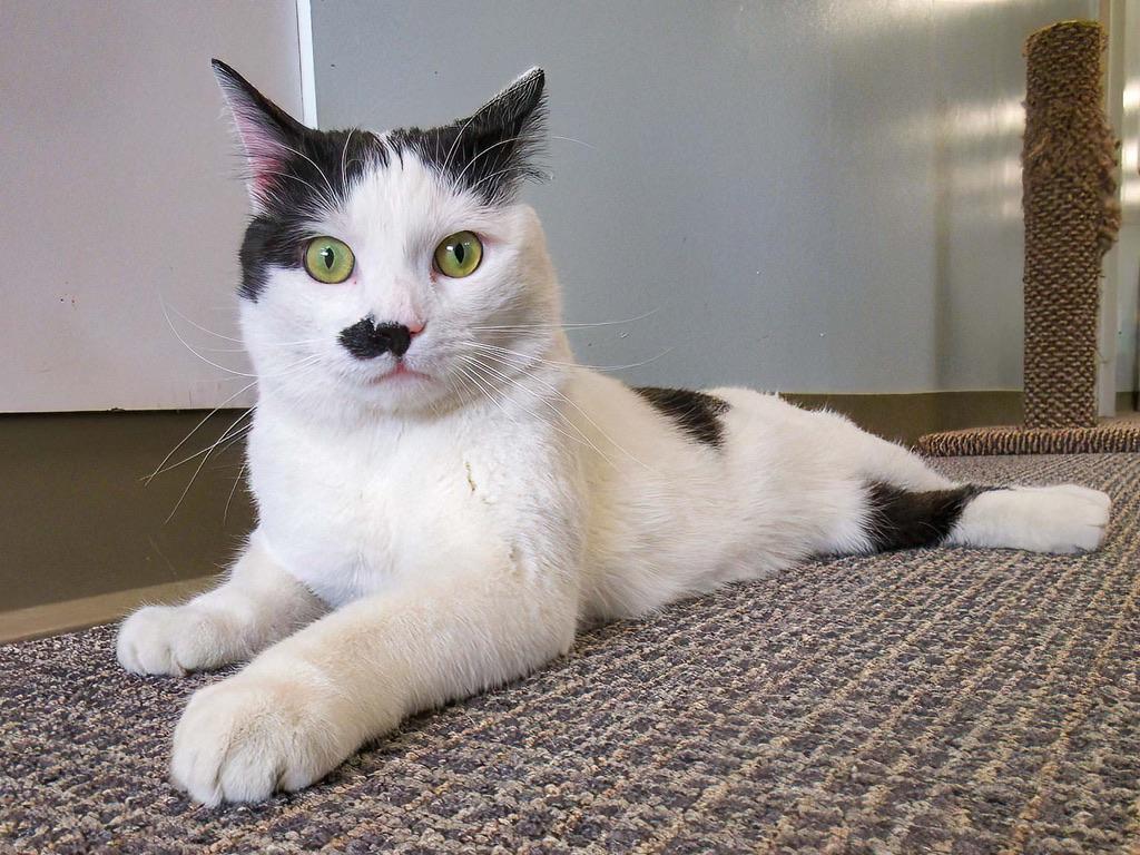 Enlarge Levi, a Adoptable Domestic Short Hair in Stamford, CT image 3/5