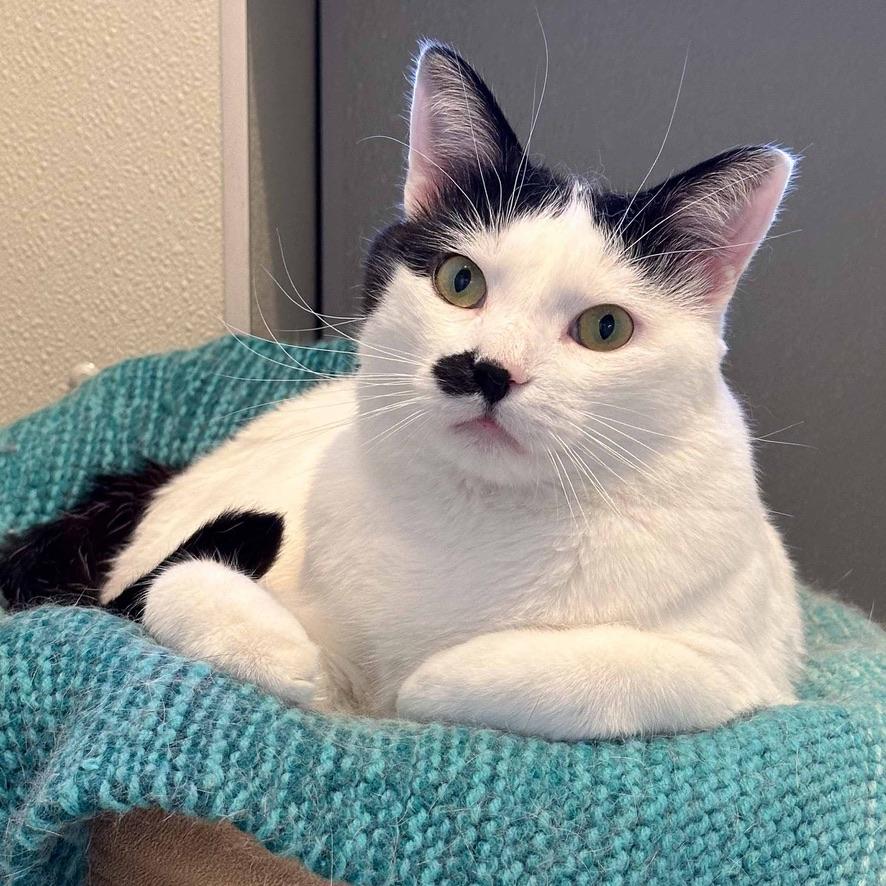 Enlarge Levi, a Adoptable Domestic Short Hair in Stamford, CT image 1/5