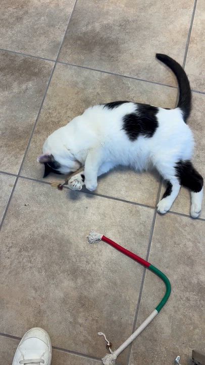 Enlarge Levi, a Adoptable Domestic Short Hair in Stamford, CT video 2/5