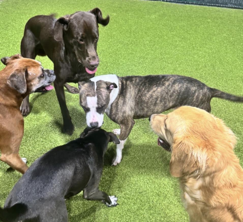 Bailey, Adoptable, Adult Female Mixed Breed.