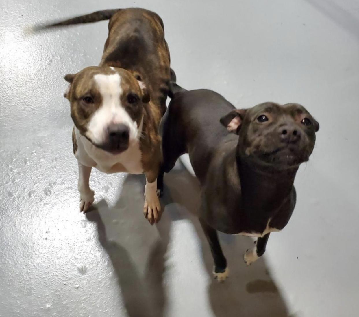 Bailey, a Adoptable Mixed Breed in Roswell, GA image 2/3