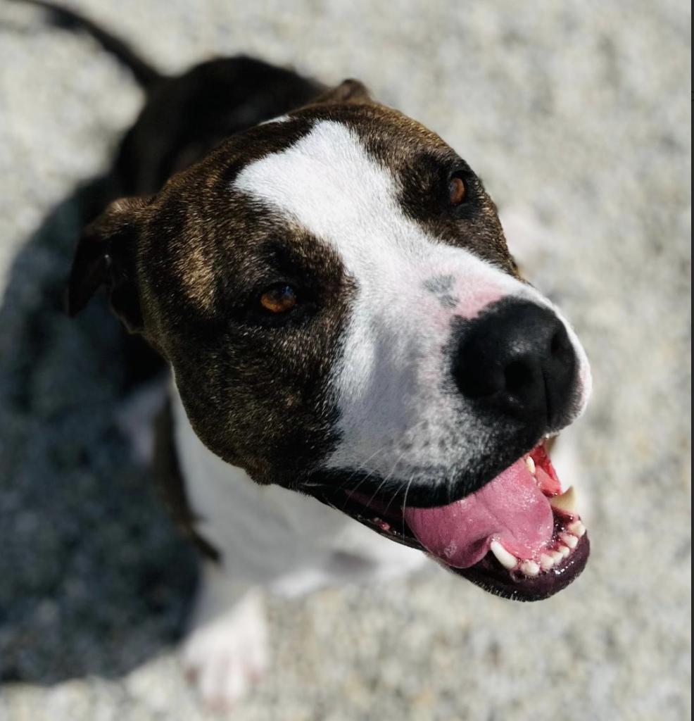 Bailey, a Adoptable Mixed Breed in Roswell, GA image 3/3