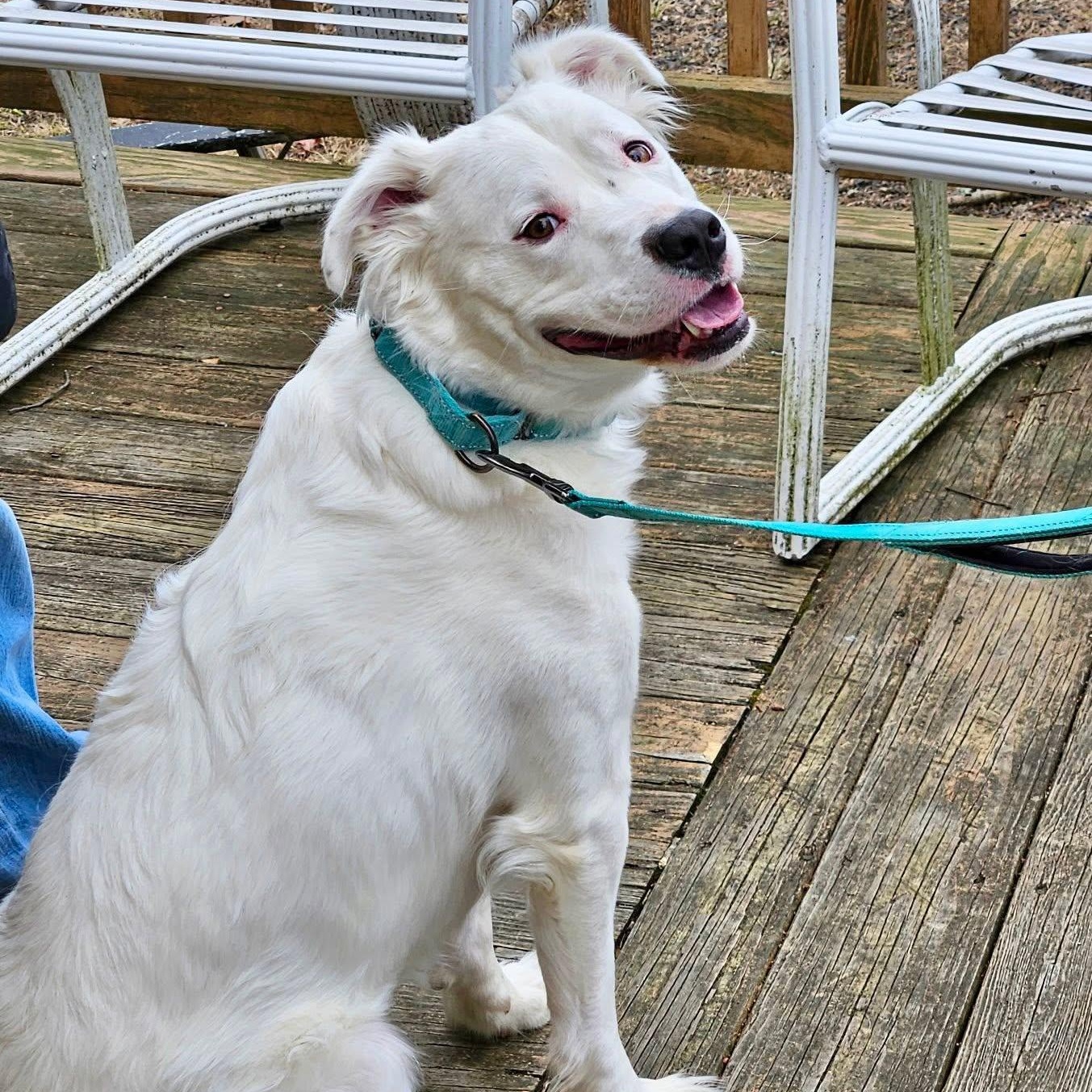 Rocky, Adoptable, Young Male American Staffordshire Terrier & English Shepherd.
