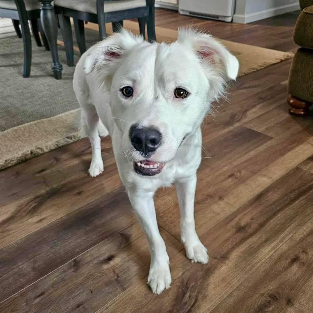 Rocky, a Adoptable mixed breed in Conway, NH image 4/6
