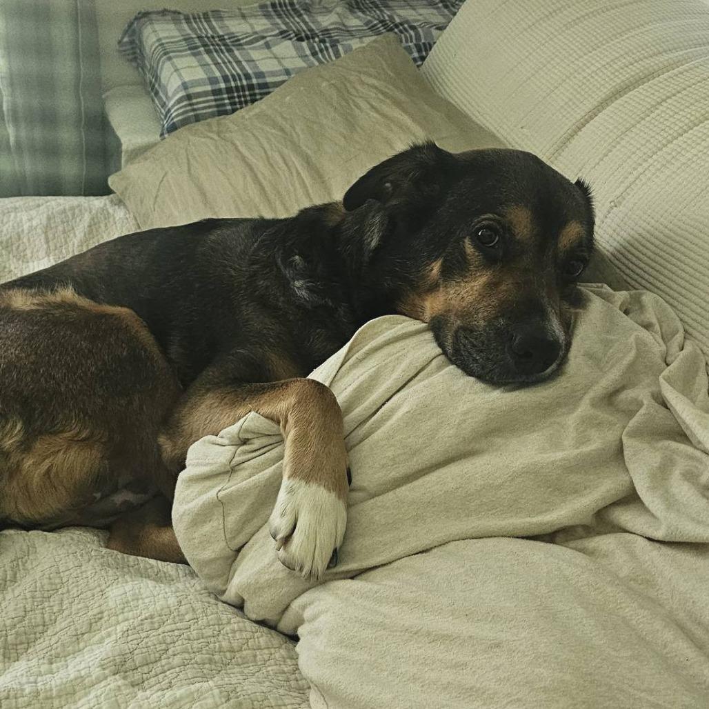 Kloe, a Adoptable Mixed Breed in Bentonville, AR image 4/6