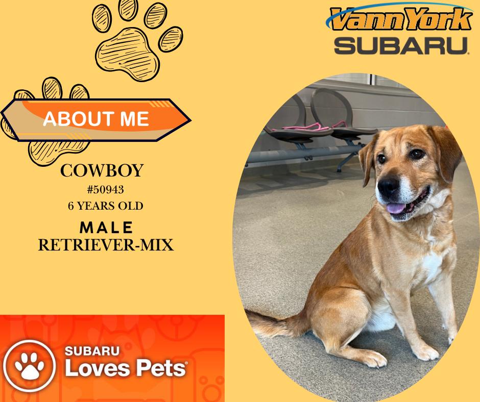 Cowboy, Adoptable, Adult Male Golden Retriever.