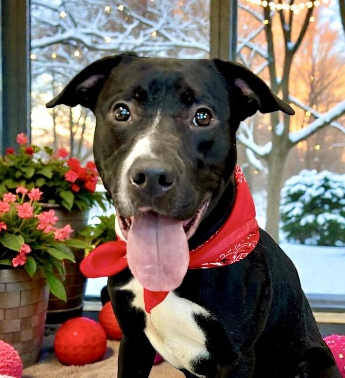 Maverick, Adoptable, Young Male Pit Bull Terrier.