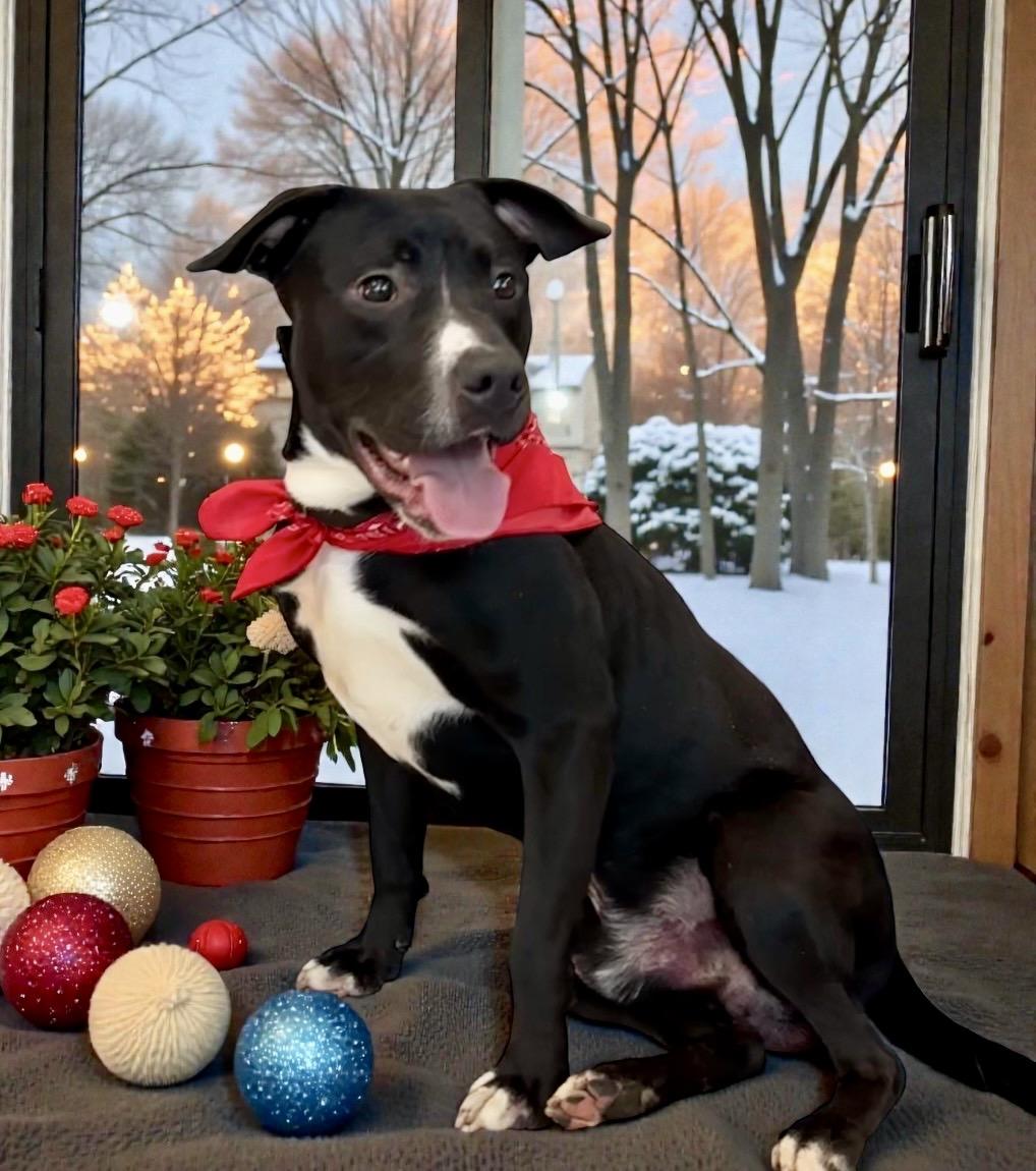 Maverick, a Adoptable mixed breed in Perry, IA image 2/6