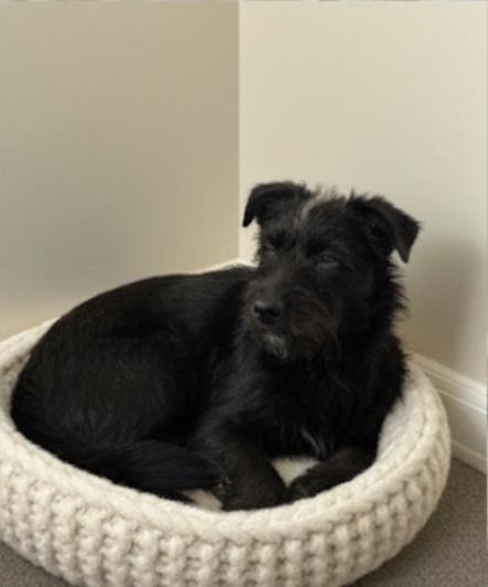 Spike, a Adoptable mixed breed in East Dundee , IL image 2/3
