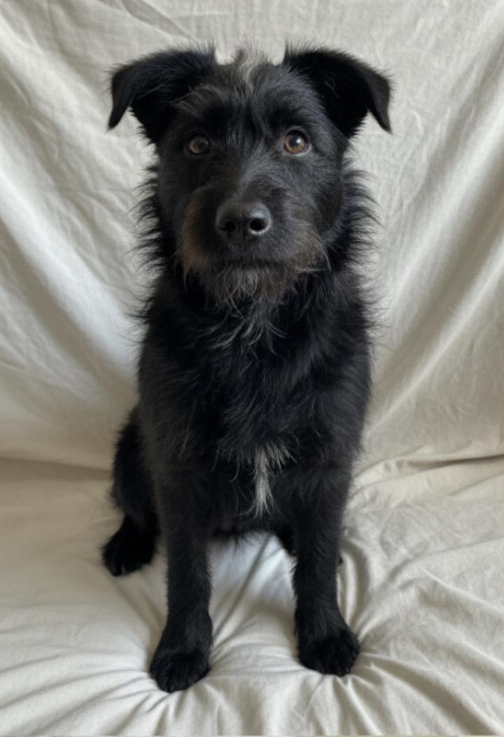 Spike, a Adoptable mixed breed in East Dundee , IL image 1/3