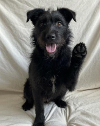 Spike, a Adoptable mixed breed in East Dundee , IL image 3/3