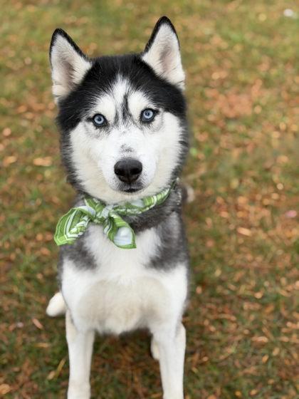 Mojito, Adoptable, Adult Male Siberian Husky.