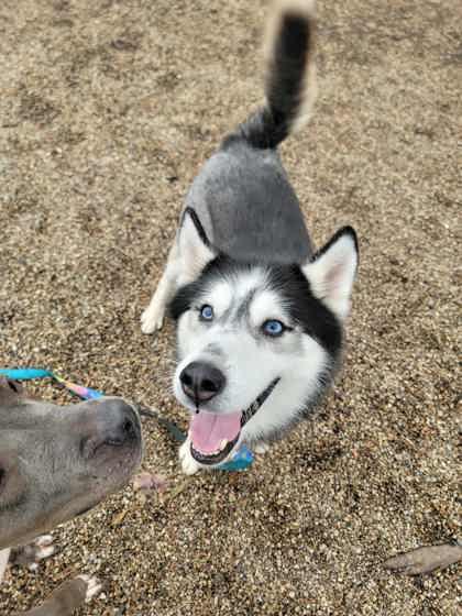 Enlarge Mojito, a Adoptable mixed breed in DeKalb, IL image 2/3