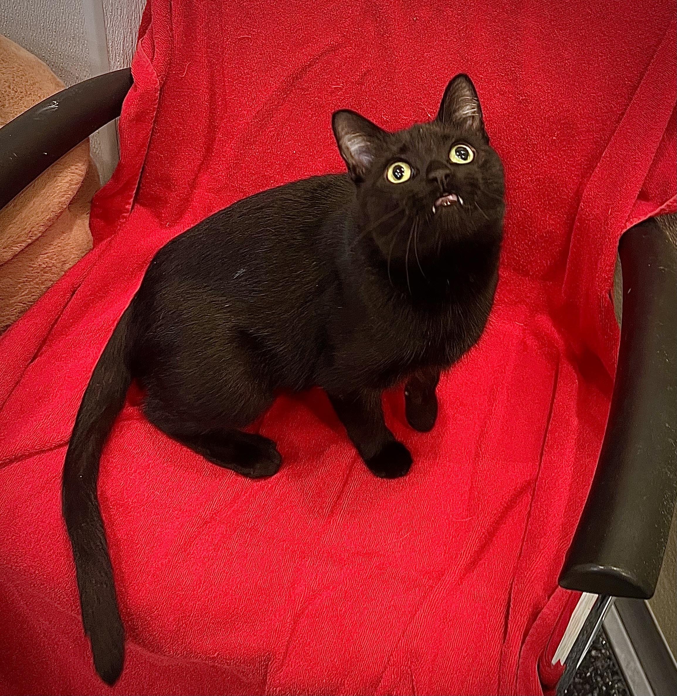 Enlarge Ivanna, a Adoptable Domestic Short Hair in Waltham, MA image 3/6