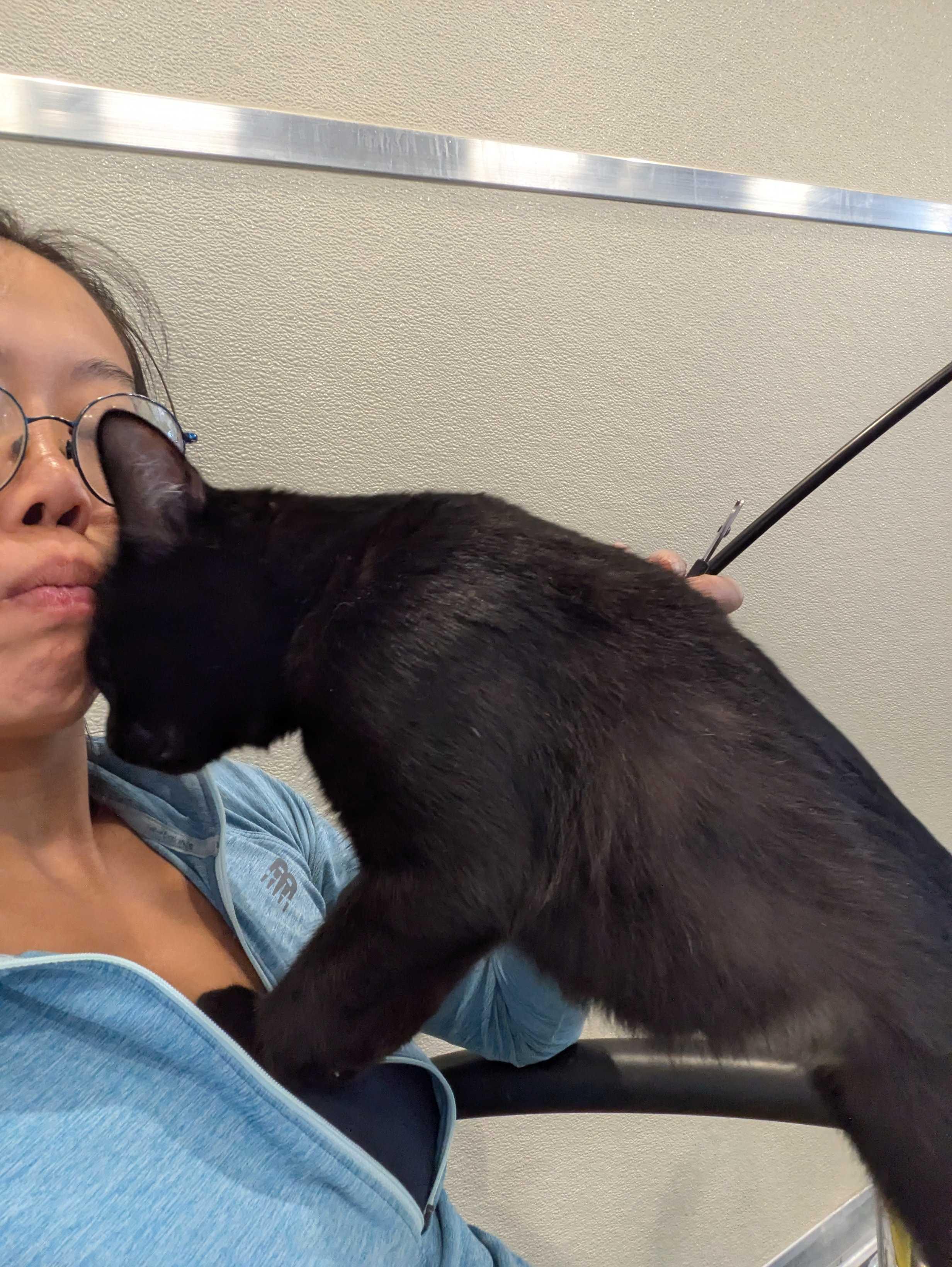 Enlarge Ivanna, a Adoptable Domestic Short Hair in Waltham, MA image 5/6