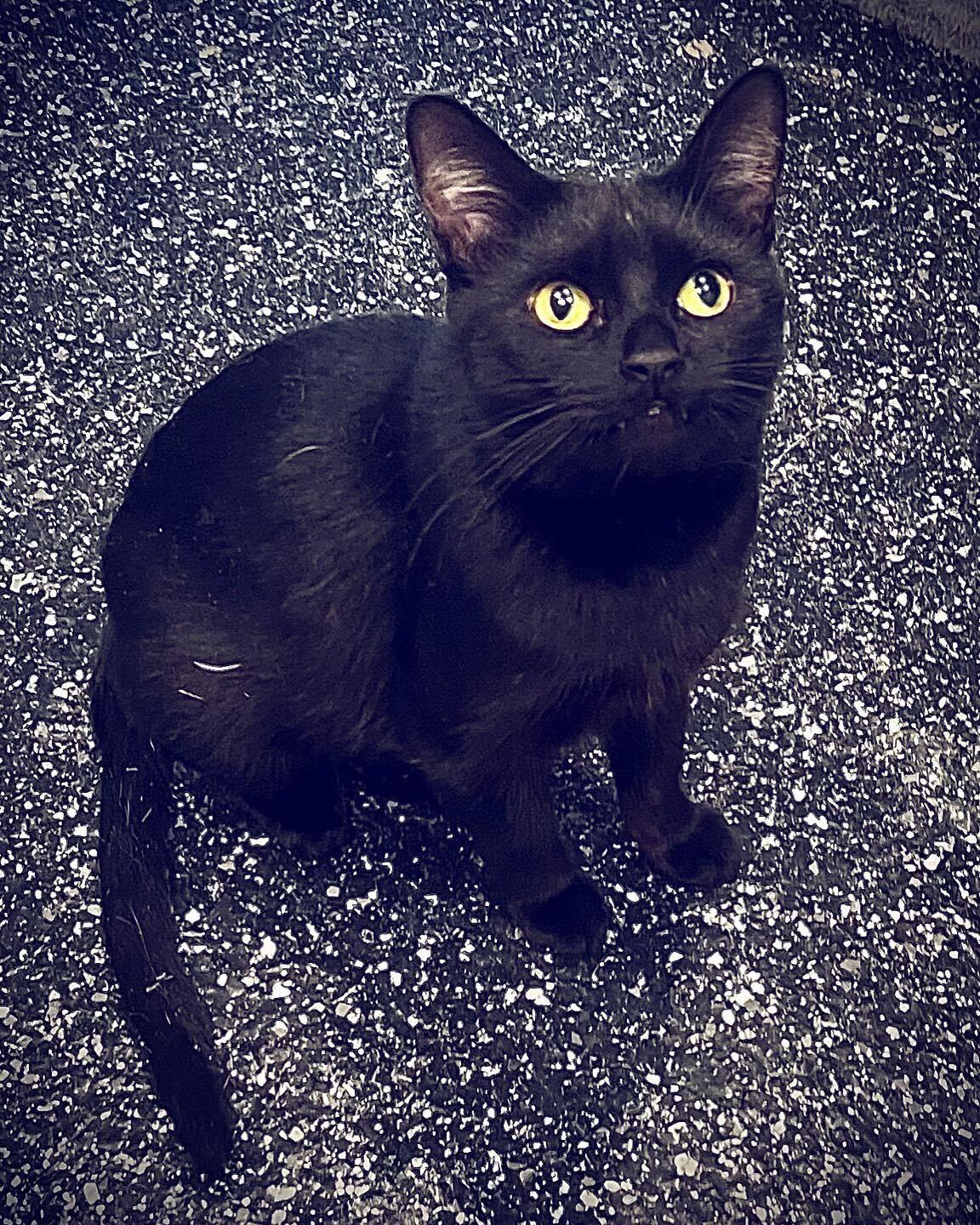 Enlarge Ivanna, a Adoptable Domestic Short Hair in Waltham, MA image 4/6