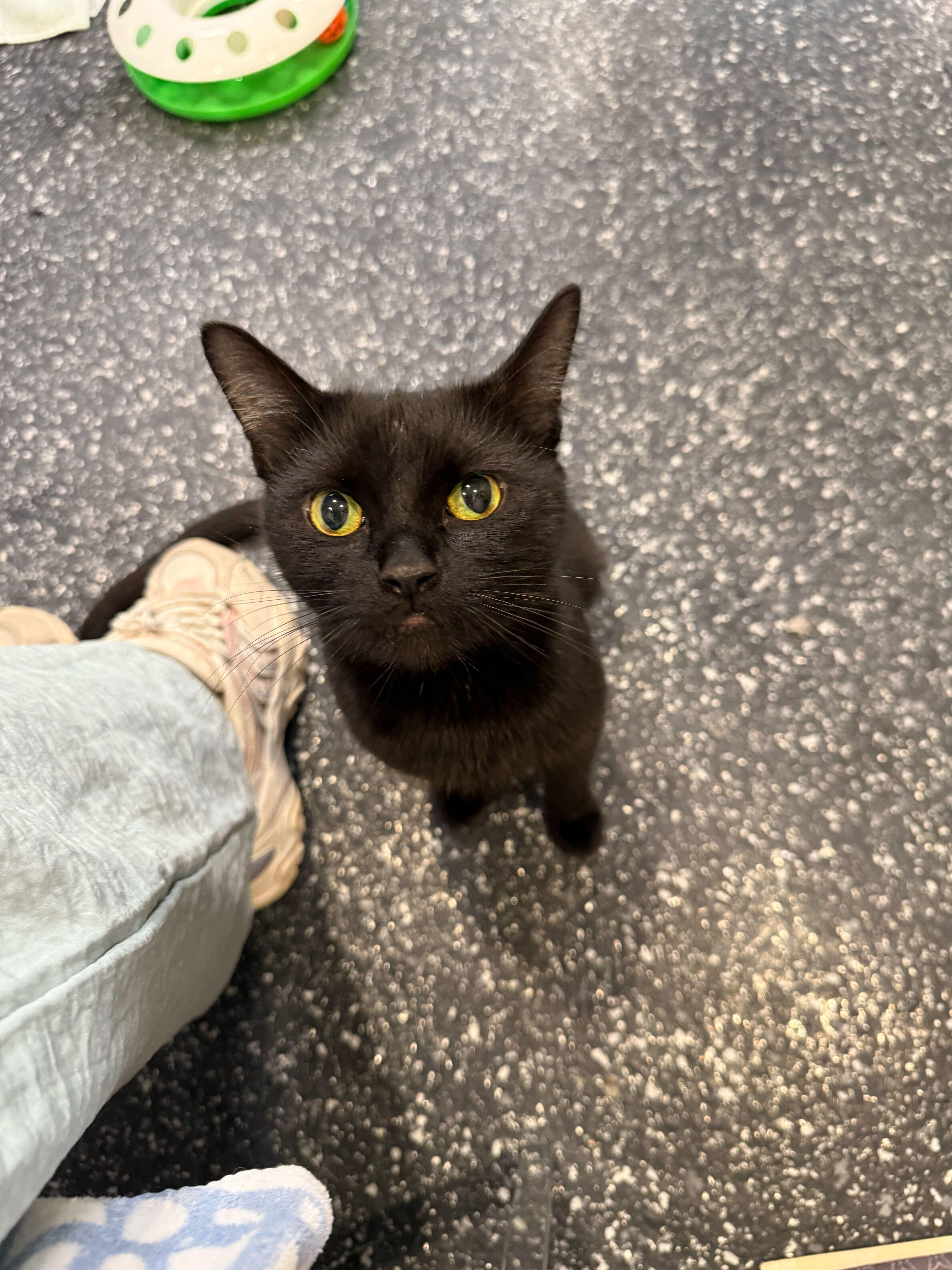 Enlarge Ivanna, a Adoptable Domestic Short Hair in Waltham, MA image 1/6