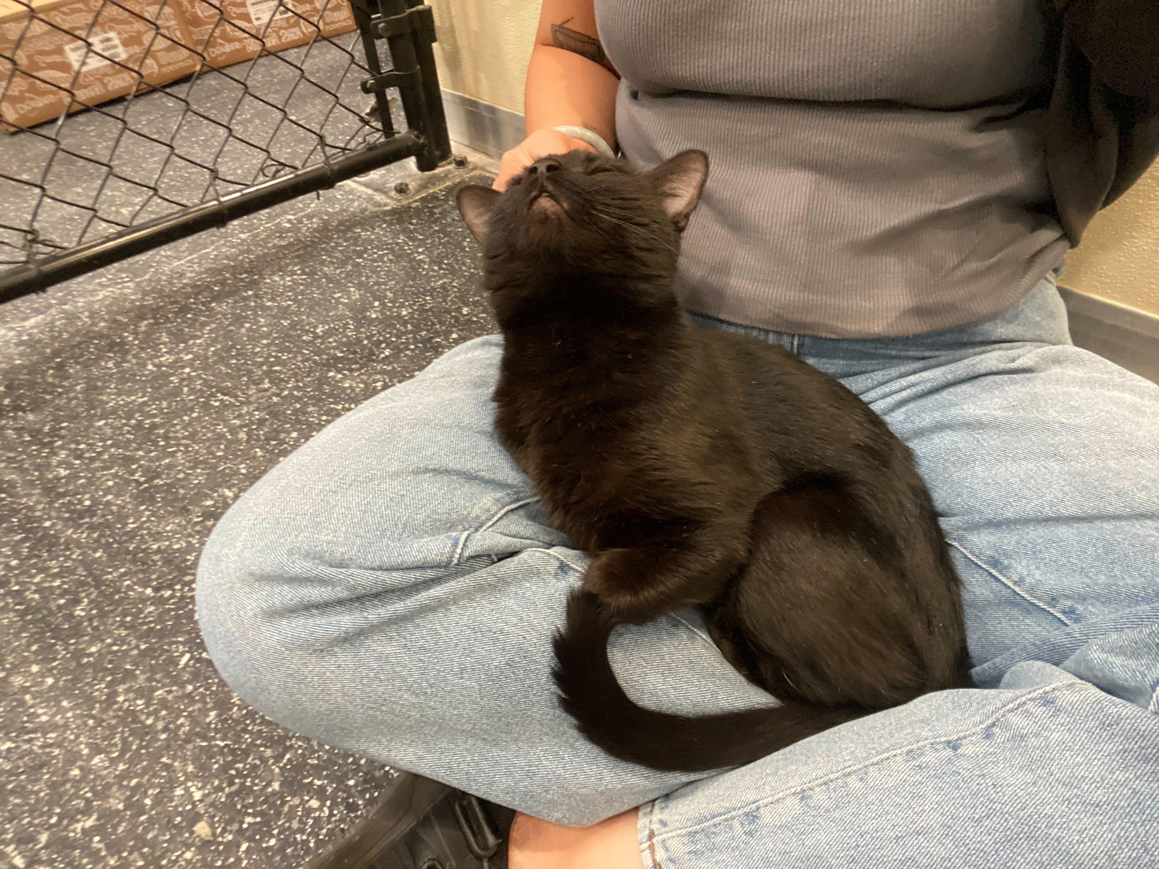 Enlarge Ivanna, a Adoptable Domestic Short Hair in Waltham, MA image 6/6