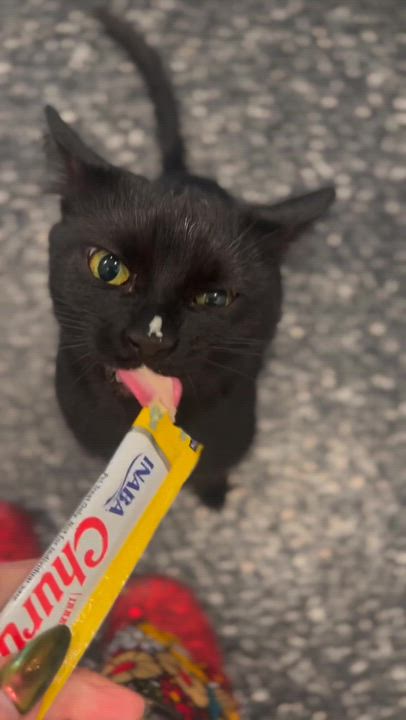 Enlarge Ivanna, a Adoptable Domestic Short Hair in Waltham, MA video 2/6