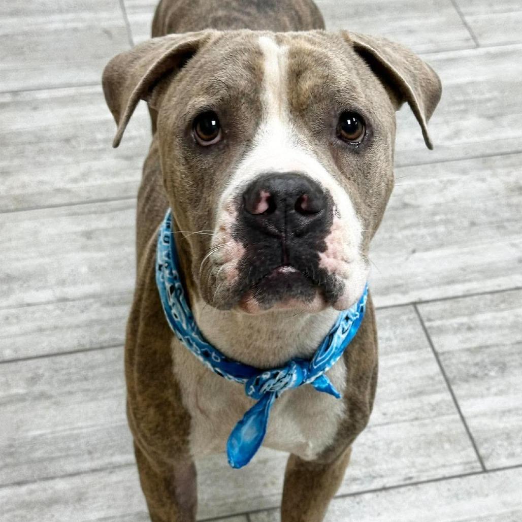 Max, Adoptable, Adult Male Pit Bull Terrier.