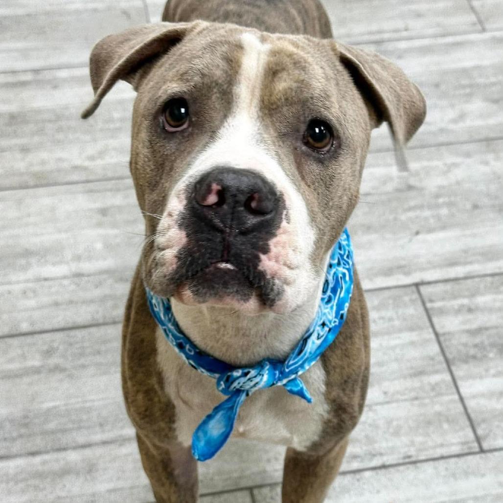 Enlarge Max, a Adoptable Pit Bull Terrier in Lufkin, TX image 2/4