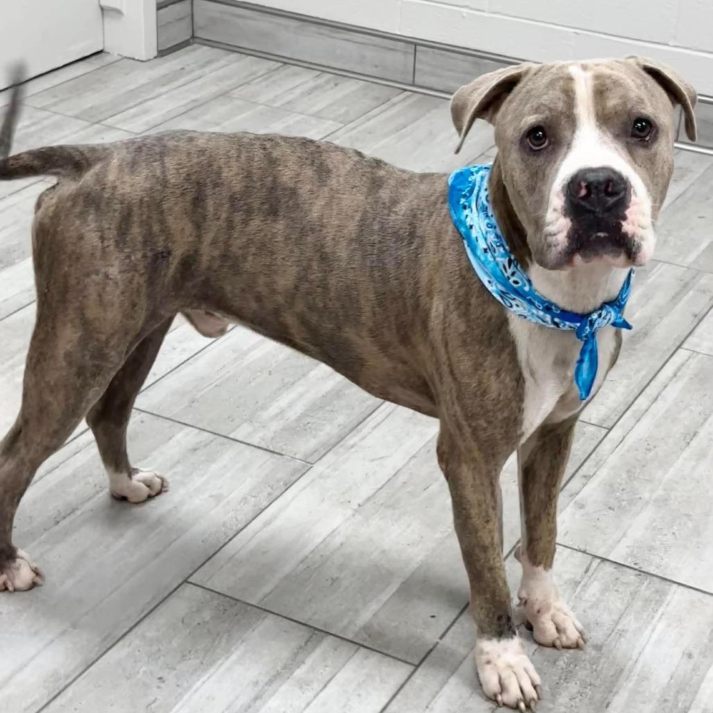 Enlarge Max, a Adoptable Pit Bull Terrier in Lufkin, TX image 3/4