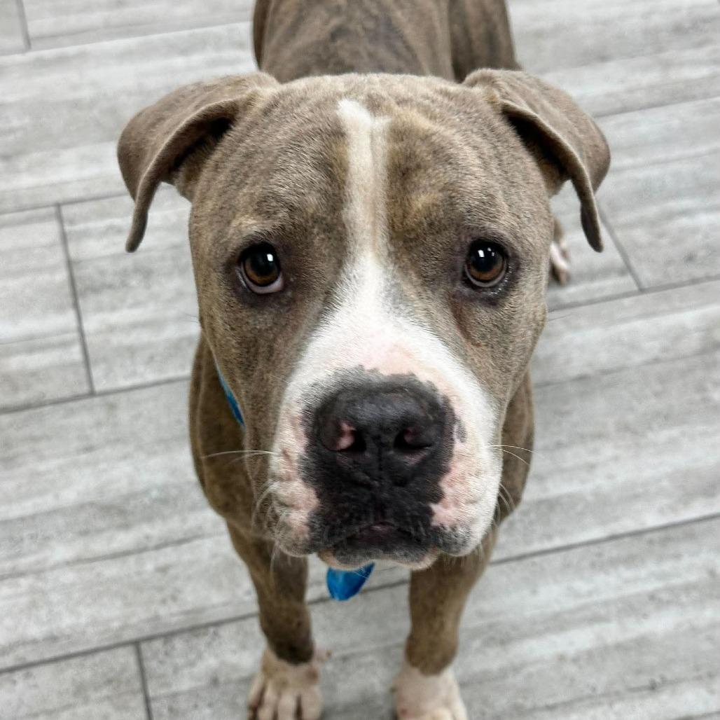 Enlarge Max, a Adoptable Pit Bull Terrier in Lufkin, TX image 4/4