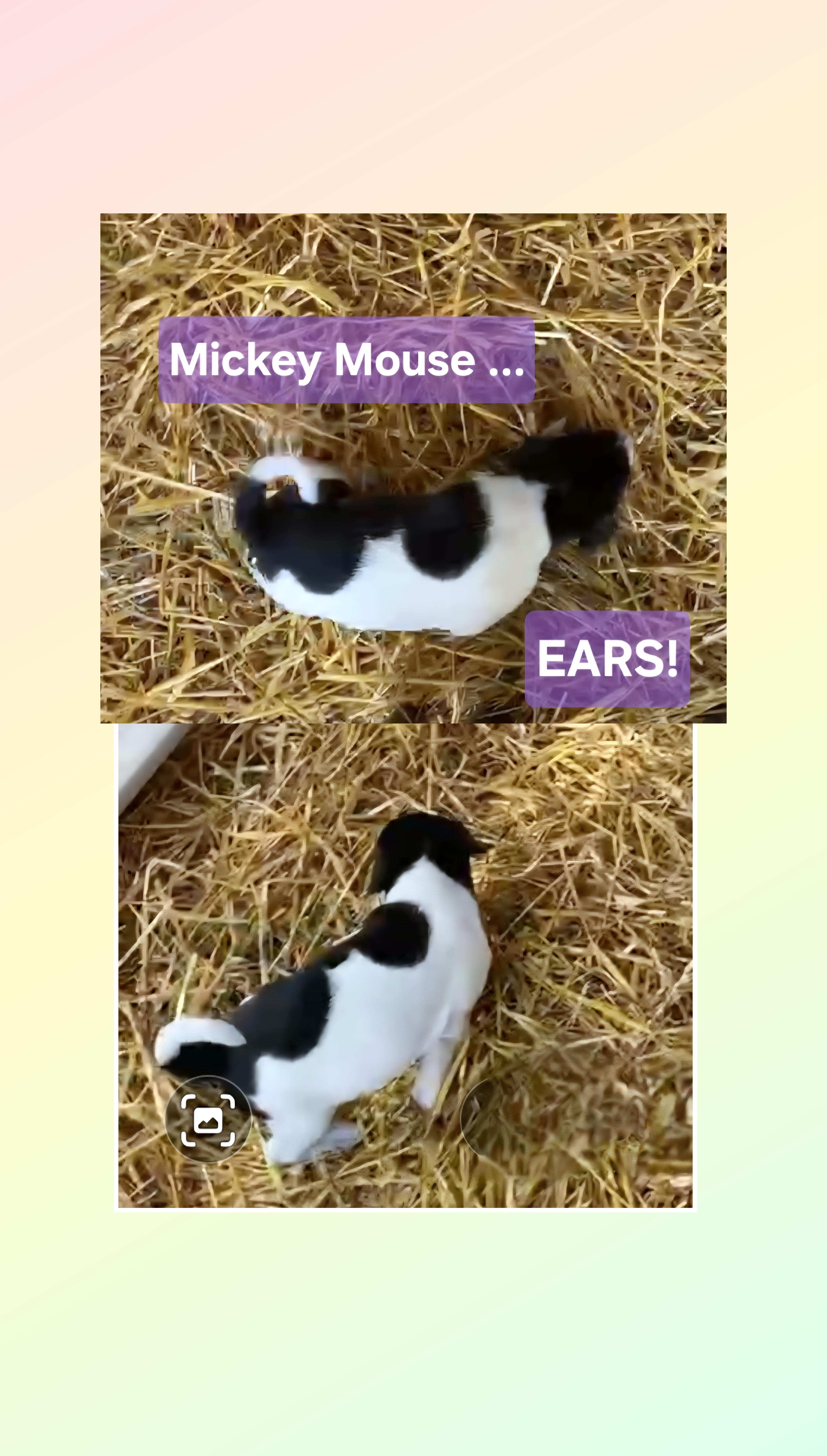 Enlarge Mickey , a Adoptable mixed breed in Lake Geneva, WI image 2/6