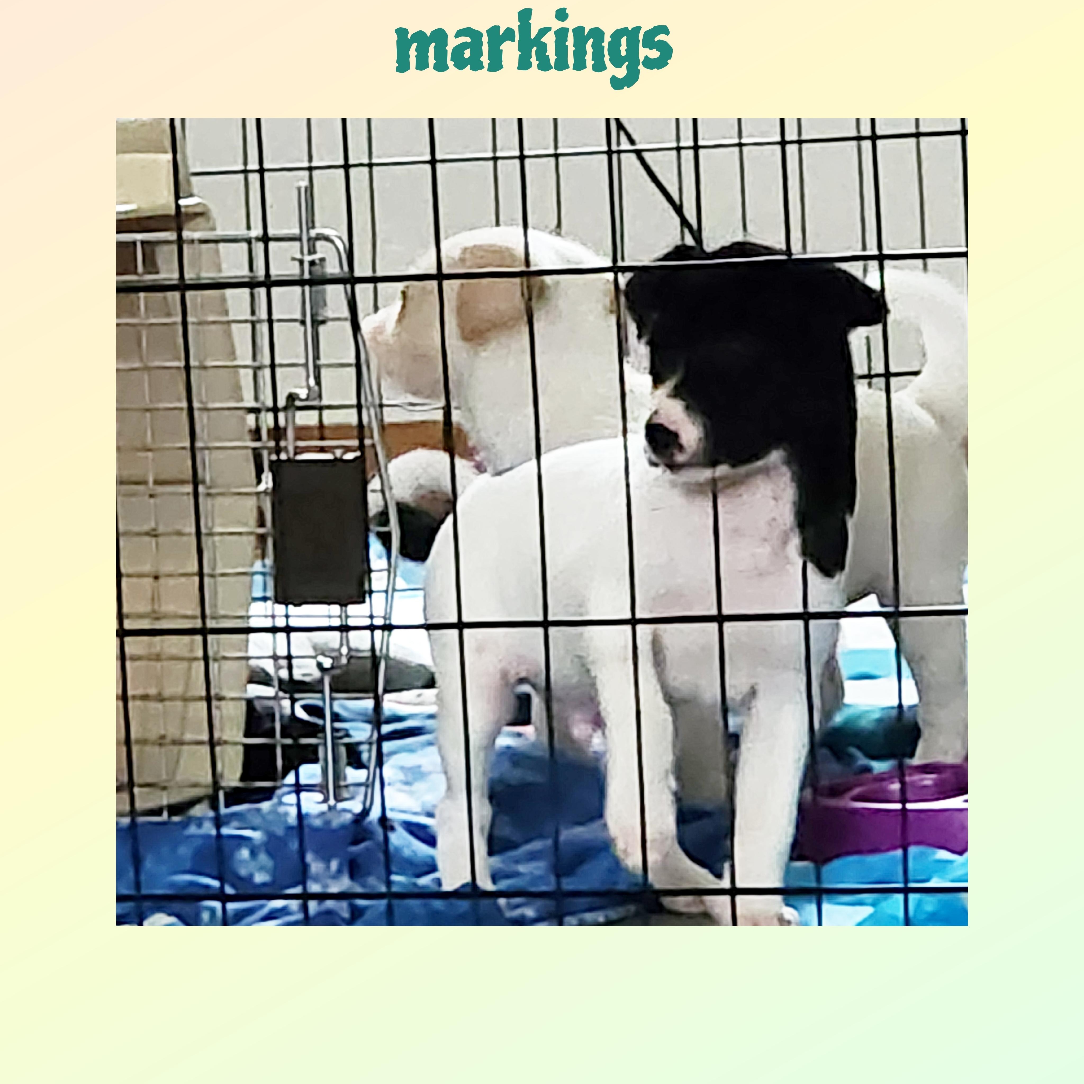 Enlarge Mickey , a Adoptable mixed breed in Lake Geneva, WI image 4/6