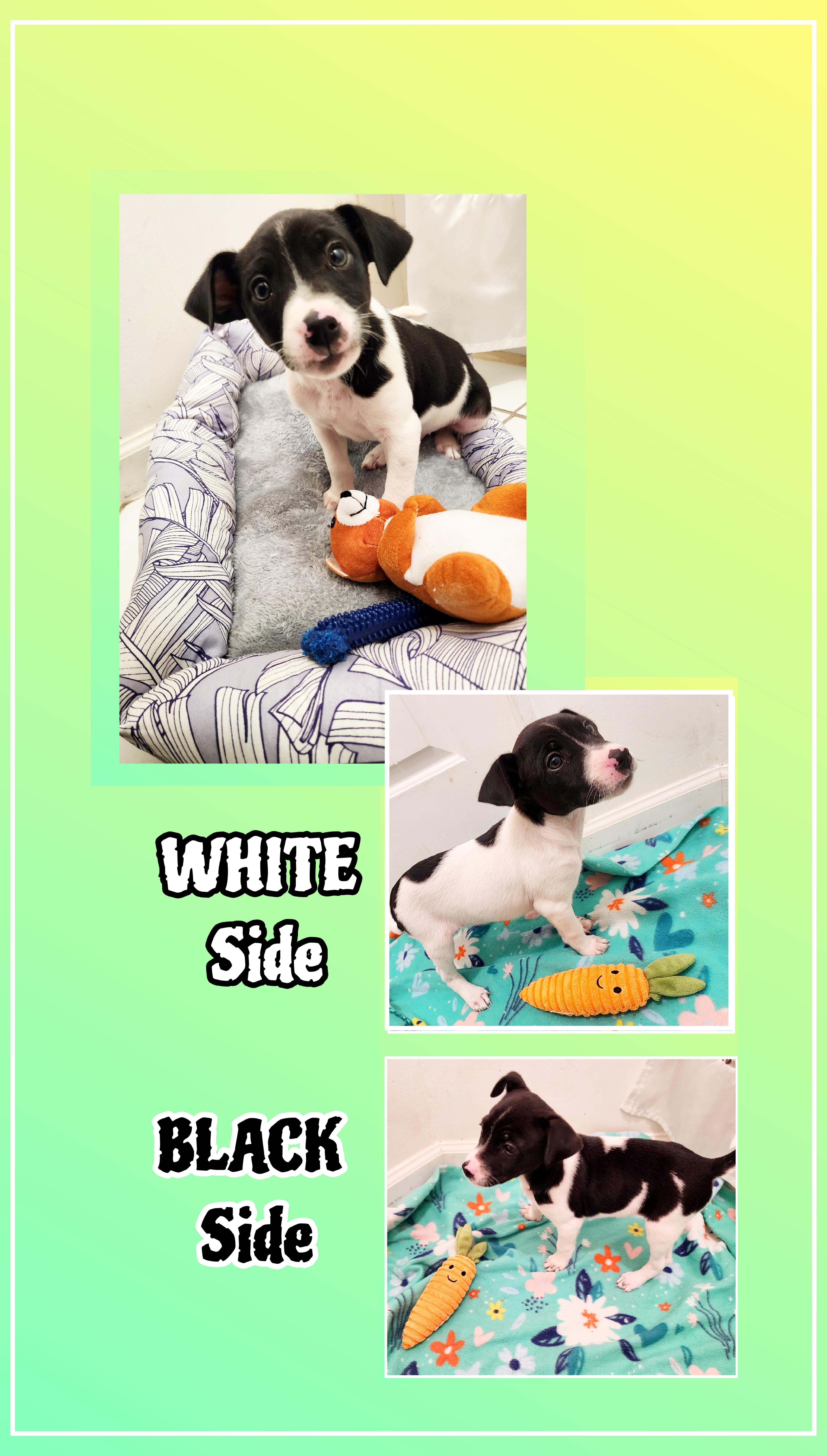 Enlarge Mickey , a Adoptable mixed breed in Lake Geneva, WI image 3/6