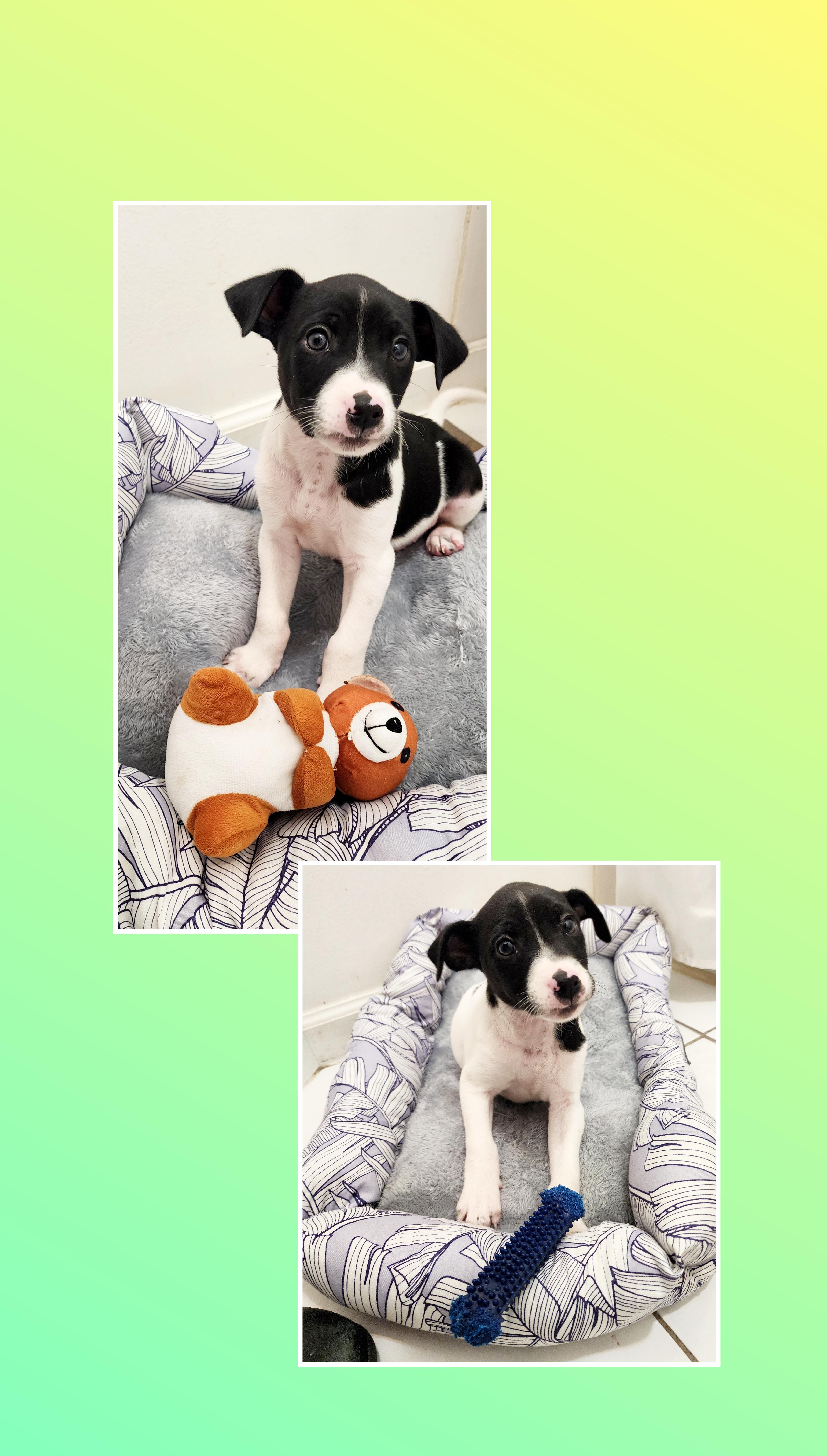 Enlarge Mickey , a Adoptable mixed breed in Lake Geneva, WI image 6/6