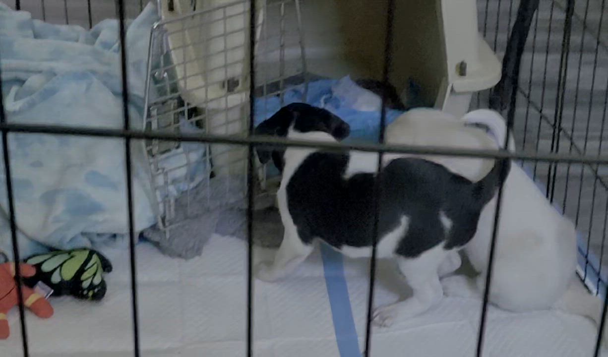 Enlarge Mickey , a Adoptable mixed breed in Lake Geneva, WI video 5/6