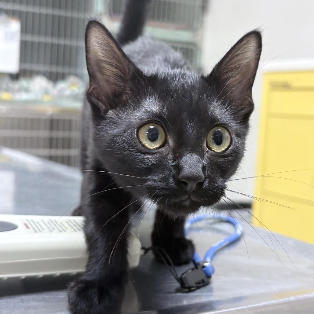 Celeste-5951, Adoptable, Kitten Female Domestic Short Hair.