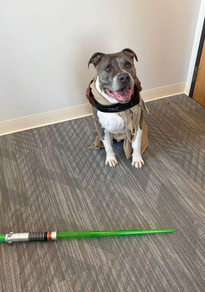 Hammibal "Hamm", a ADOPTABLE American Staffordshire Terrier in Joliet, IL image 3/4