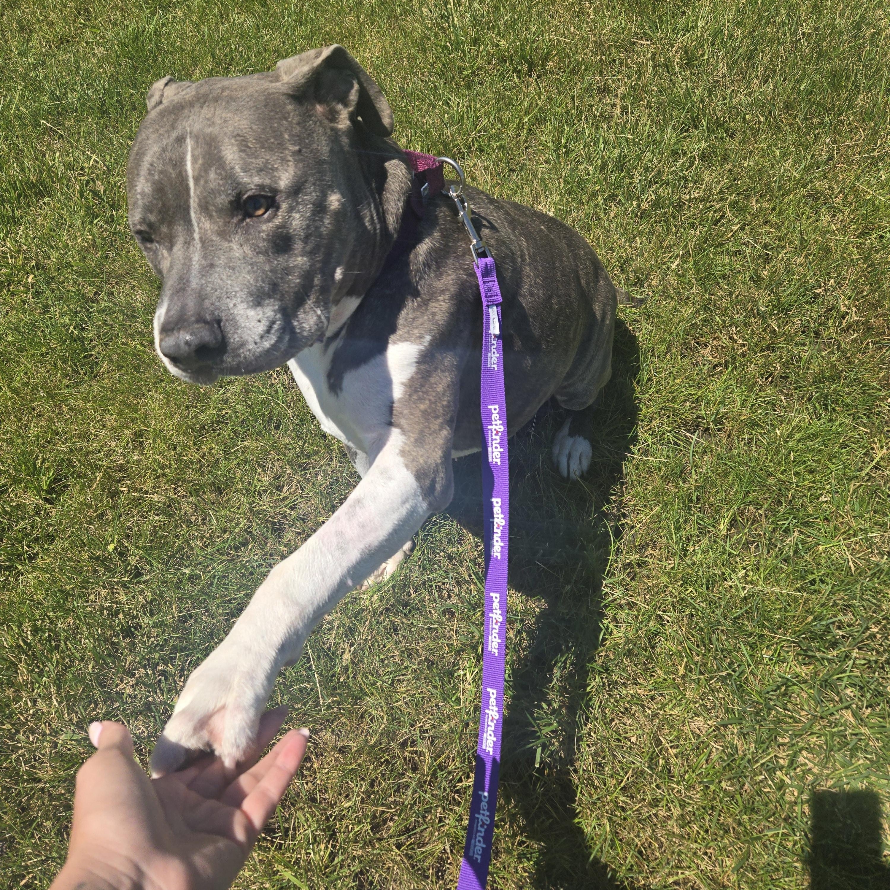 Hammibal "Hamm", a ADOPTABLE American Staffordshire Terrier in Joliet, IL image 2/4