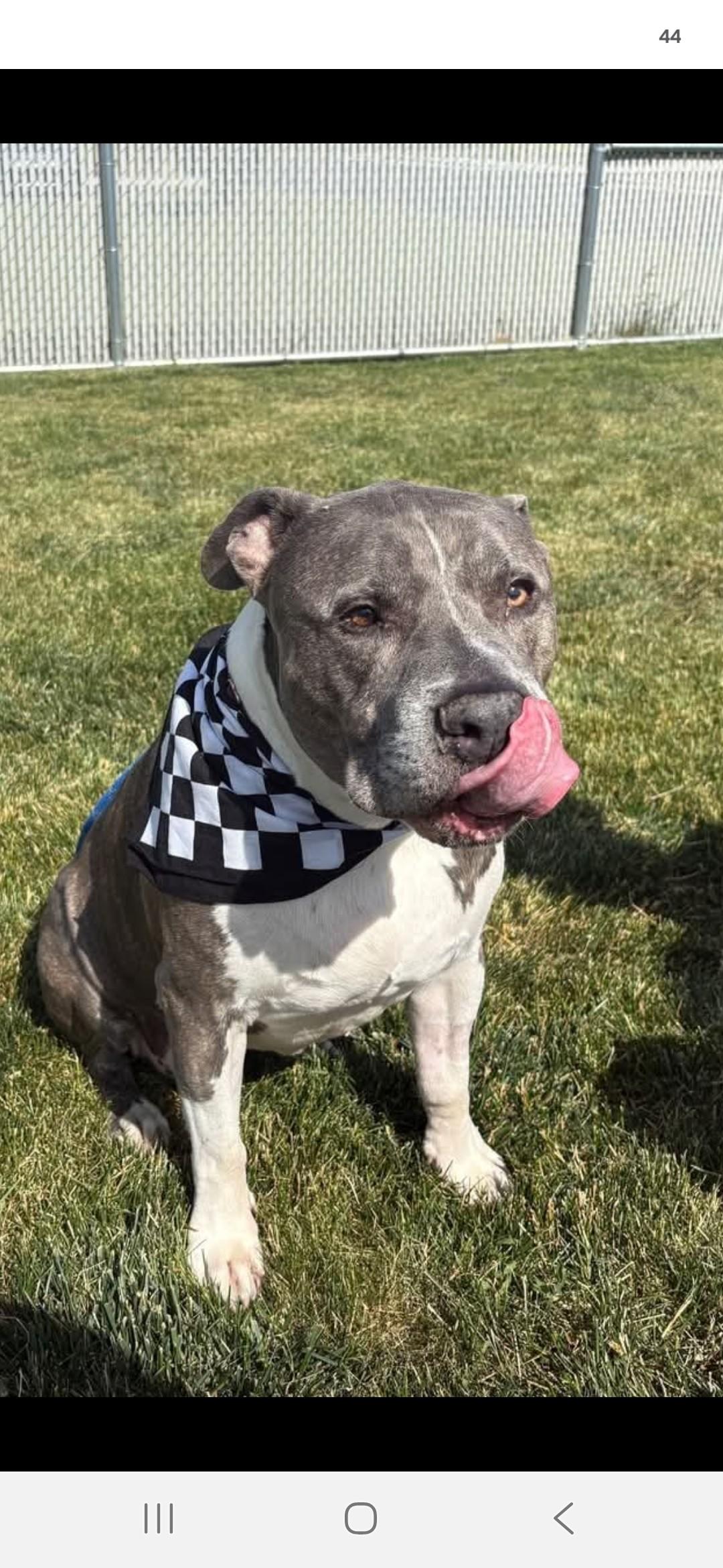 Hammibal "Hamm", ADOPTABLE, Adult Male American Staffordshire Terrier.