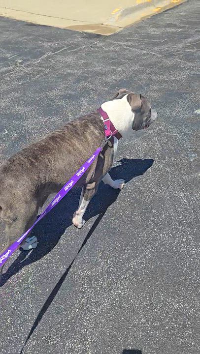 Enlarge Hammibal "Hamm", a ADOPTABLE American Staffordshire Terrier in Joliet, IL video 4/4