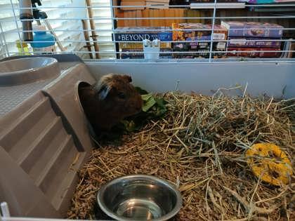 Roscoe, Adoptable, Adult Male Guinea Pig.