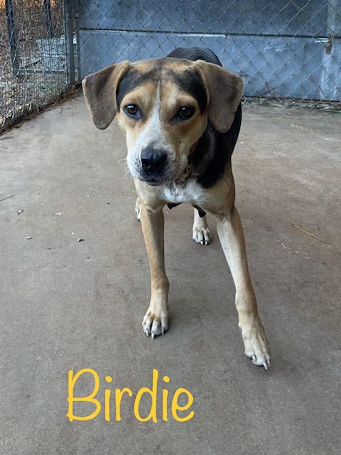 Birdie, Adoptable, Adult Female Hound.