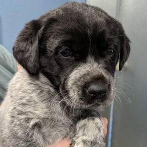 Regular Oreo , adopted, Puppy Male Australian Cattle Dog / Blue Heeler.