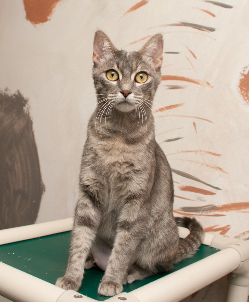 whitney, a Adoptable Torbie in Westminster, CO image 3/4